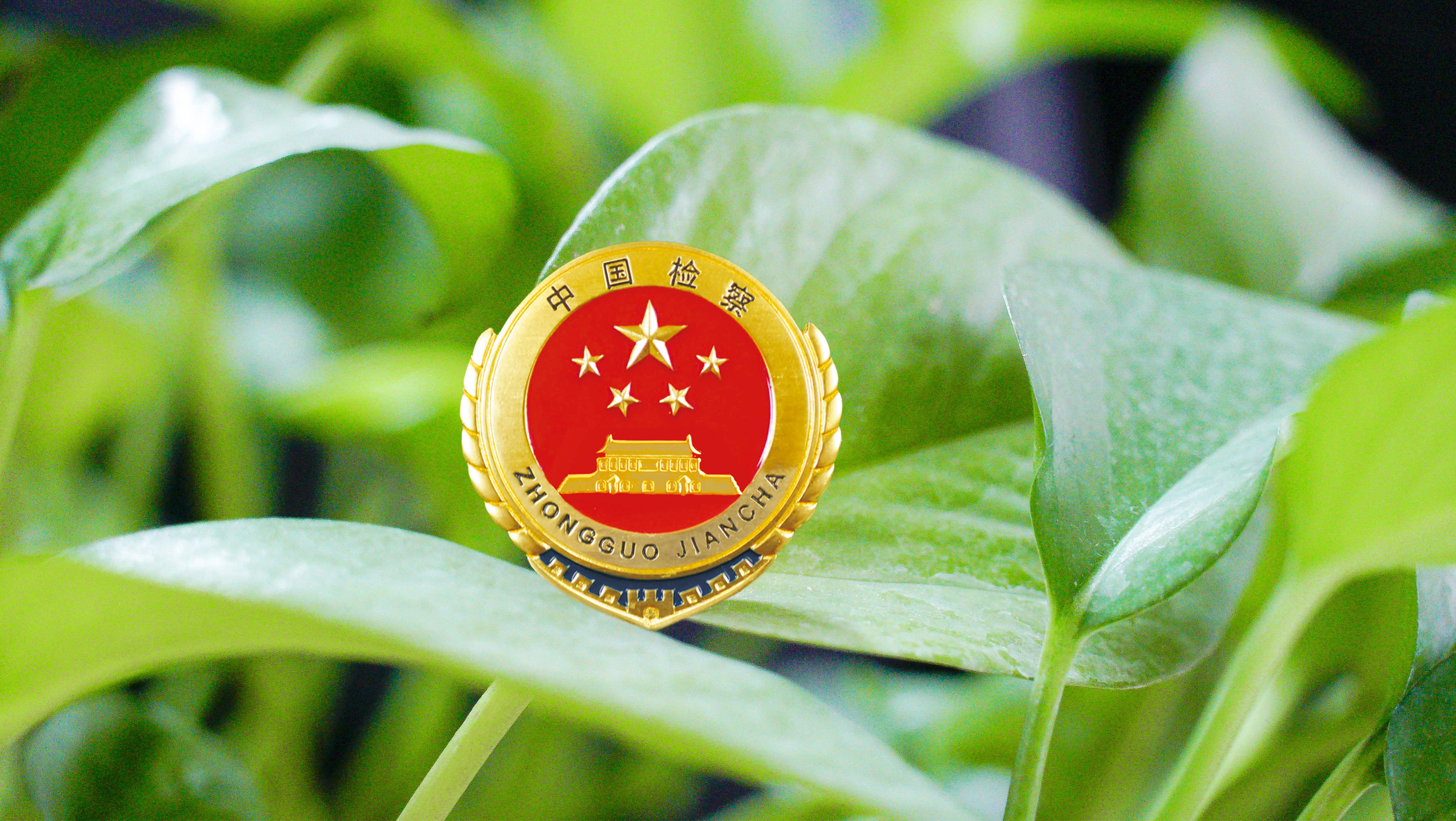 以“精品案例”为抓手 高质效履职显成效